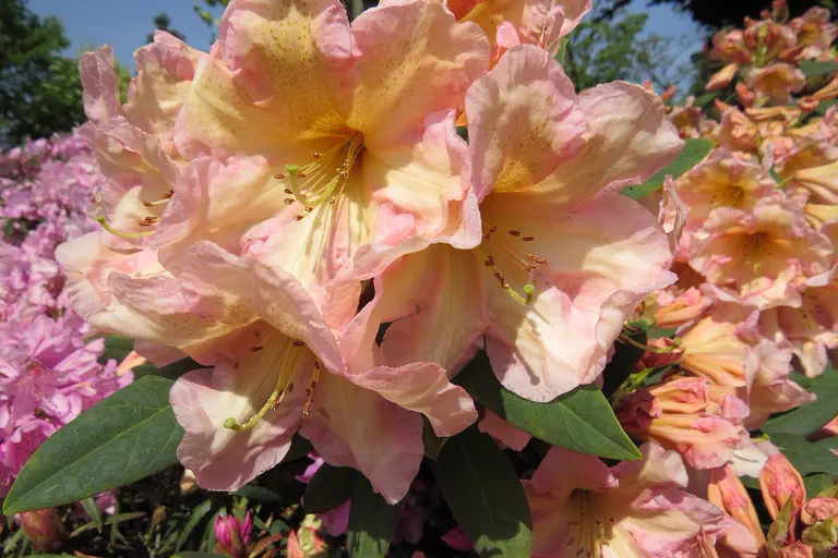 Photo of R. 'Margaret Dunn', Azaleodendron Hybrid