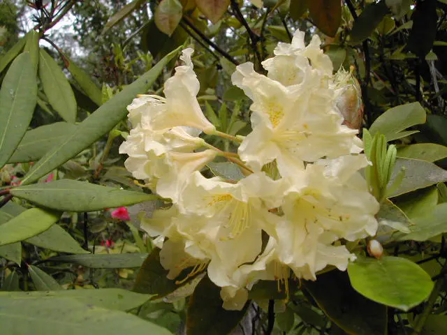 Photo of R. 'Broughtonii Aureum', Azaleodendron Hybrid