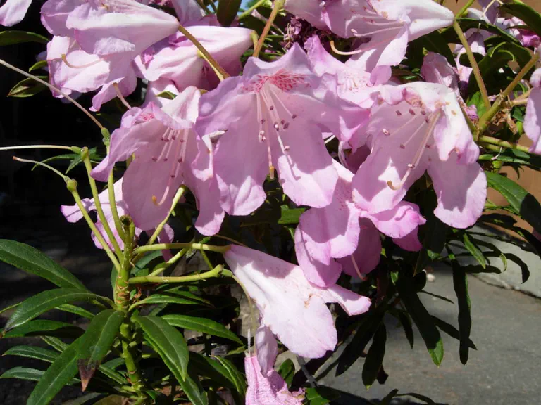 Photo of R. 'Tressa McMurry', Azaleodendron Hybrid
