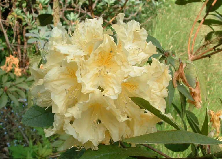 Photo of R. 'Smithii Aureum', Azaleodendron Hybrid