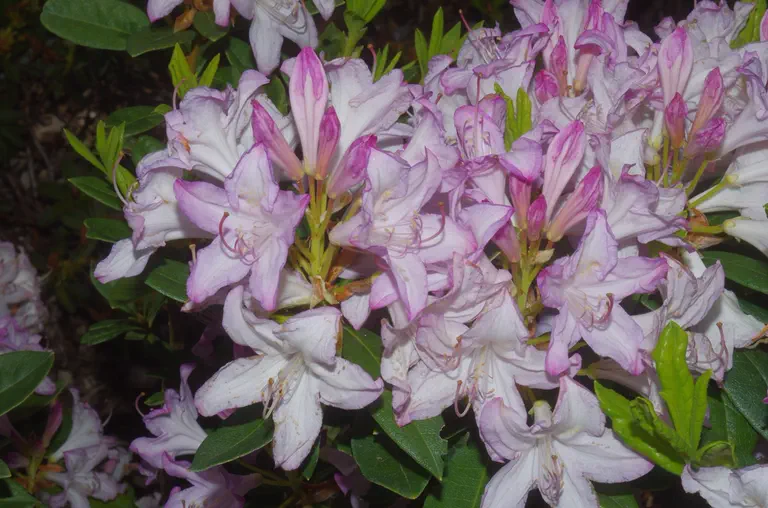 Photo of R. 'Odoratum', Azaleodendron Hybrid