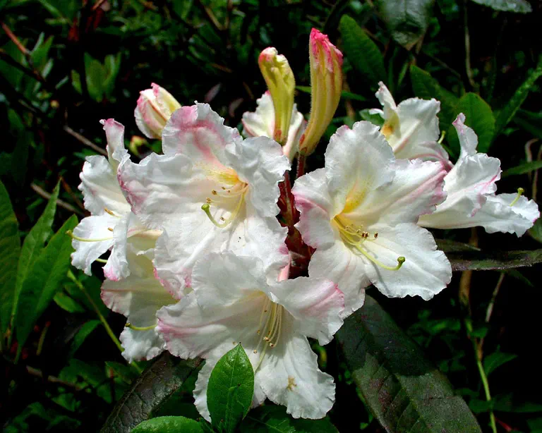 Photo of R. 'Martha Isaacson', Azaleodendron Hybrid