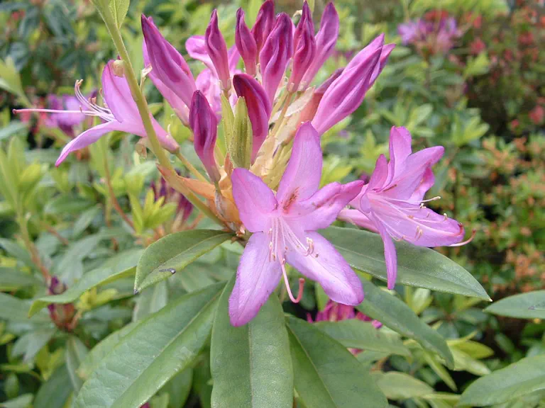 Photo of R. 'Gowenianum Group', Azaleodendron Hybrid