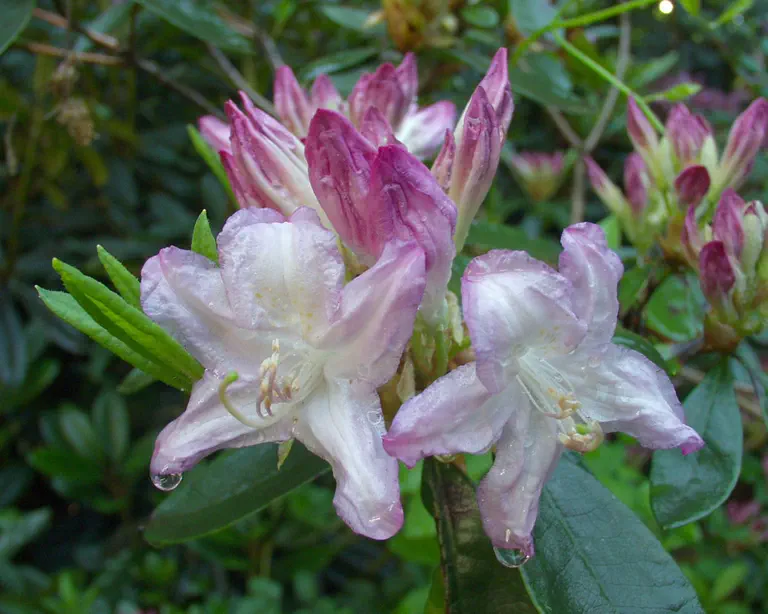 Photo of R. 'Fragrans', Azaleodendron Hybrid