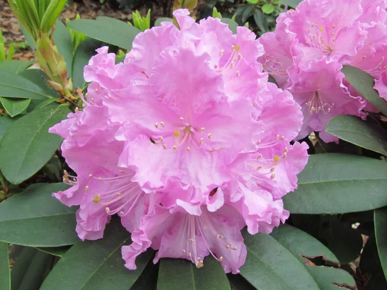 Photo of R. 'Petr', Rhododendron Hybrid