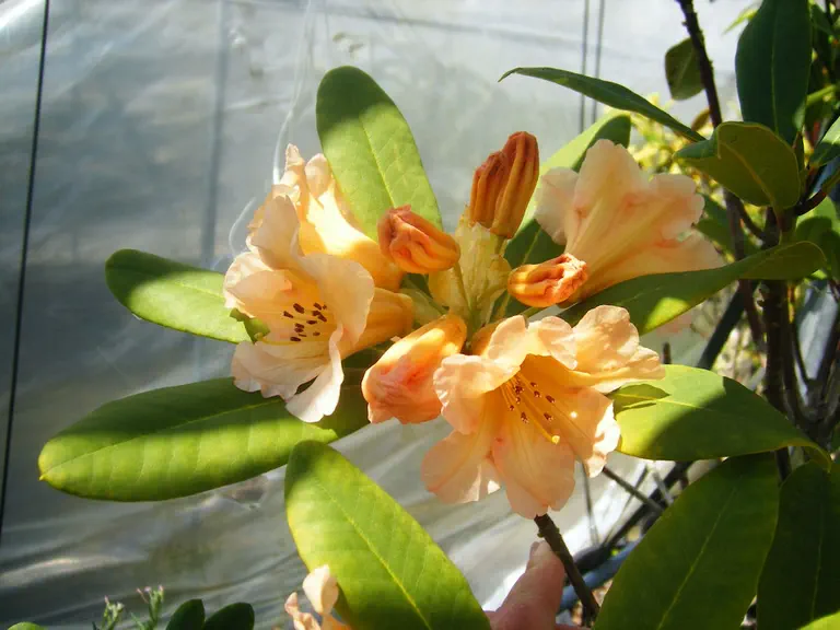 Photo of R. 'Jan Steen', Rhododendron Hybrid