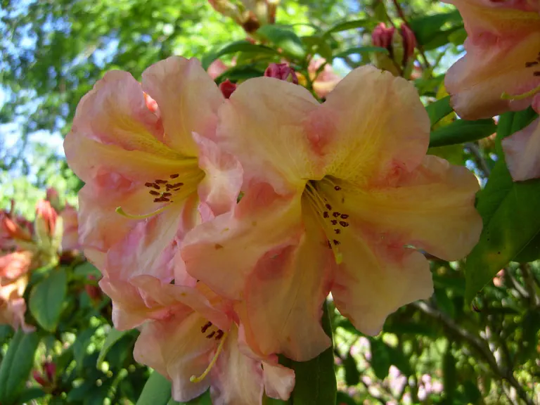 Photo of R. 'Enchanted Evening', Rhododendron Hybrid