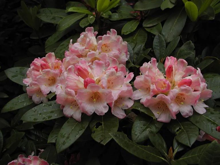 Photo of R. 'Choo Choo Darling', Rhododendron Hybrid