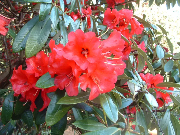 Photo of R. 'Choremia Tower Court', Rhododendron Hybrid
