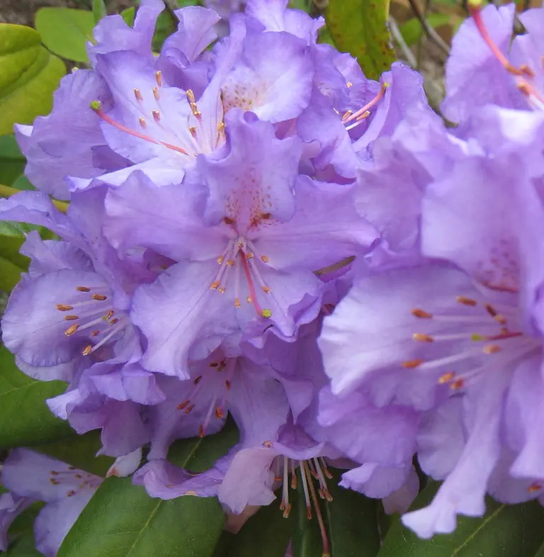 Photo of R. 'Blue Dawn', Rhododendron Hybrid