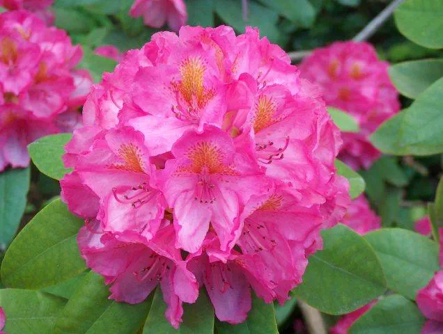 Photo of R. 'Clémentine Lemaire', Rhododendron Hybrid