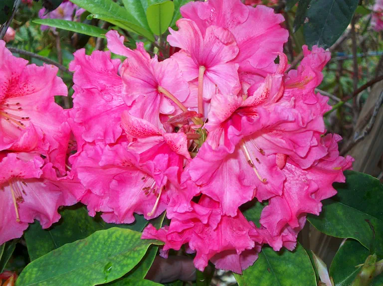 Photo of R. 'Coral Skies', Rhododendron Hybrid