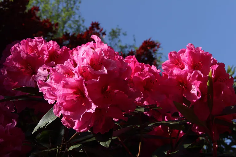 Photo of R. 'Creole Belle', Rhododendron Hybrid