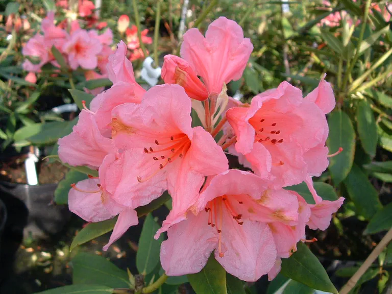 Photo of R. 'Fairy Light Group', Rhododendron Cultivar group