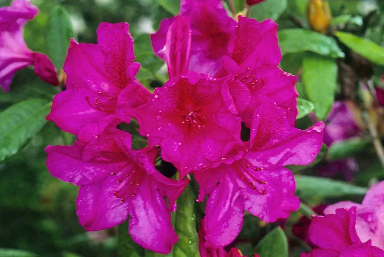 Photo of R. 'Grierosplendour Group', Rhododendron Cultivar group