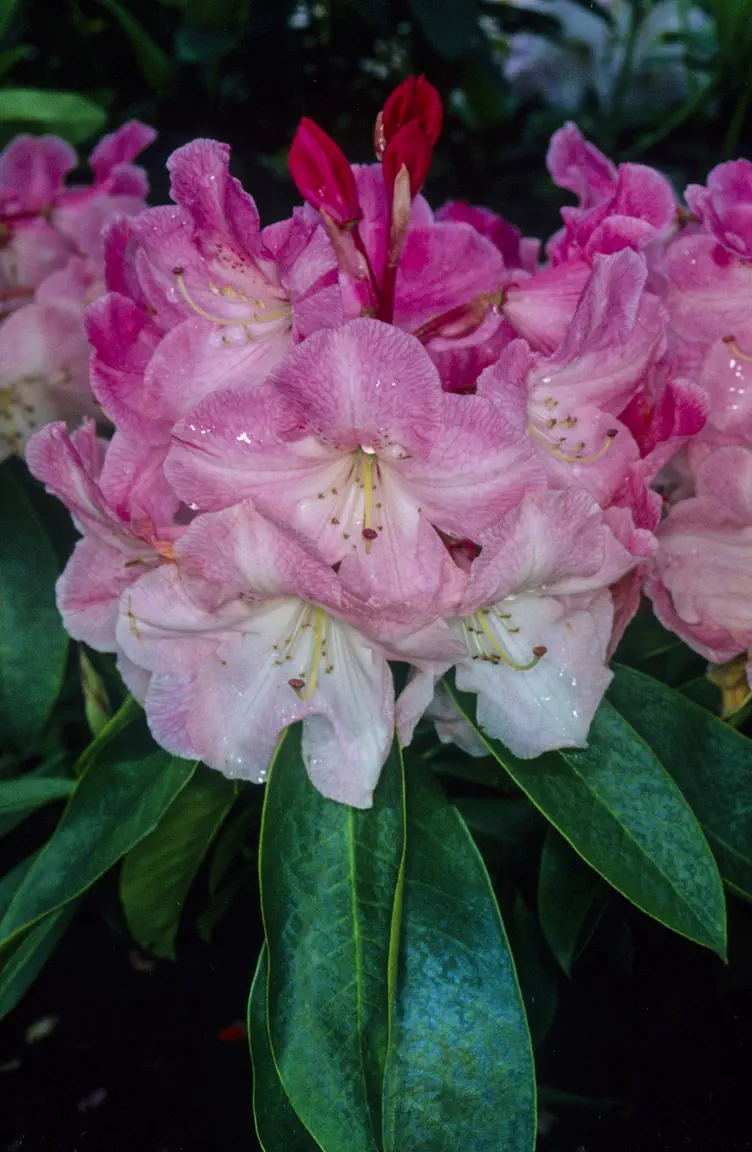 Photo of R. 'Mrs Bernice Baker', Rhododendron Hybrid