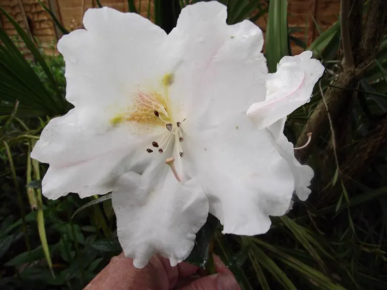 Photo of R. 'Fragrantissimum', Rhododendron Hybrid