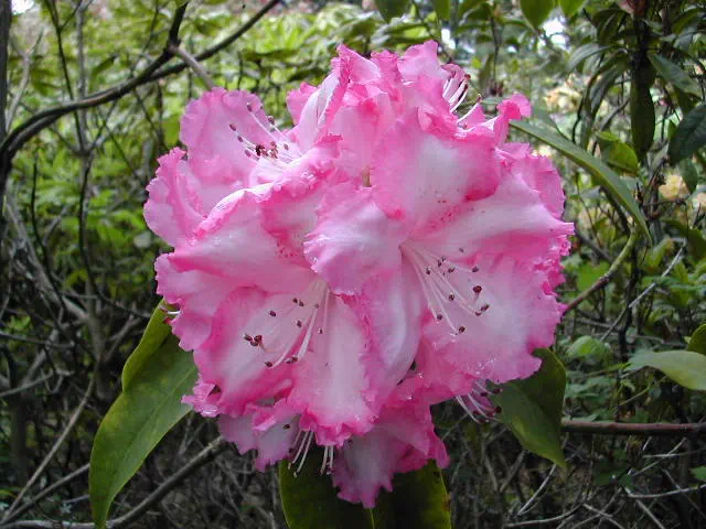 Photo of R. 'Sweet Sixteen', Rhododendron Hybrid