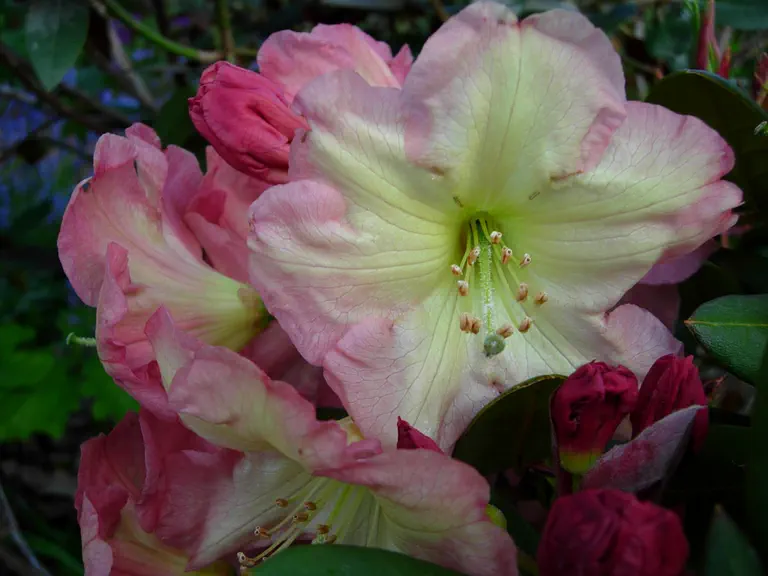Photo of R. 'Gwendolyn Wright', Rhododendron Hybrid