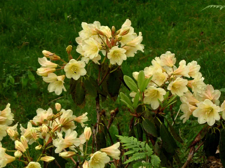 Photo of R. 'Delp's Sunsheen', Rhododendron Hybrid
