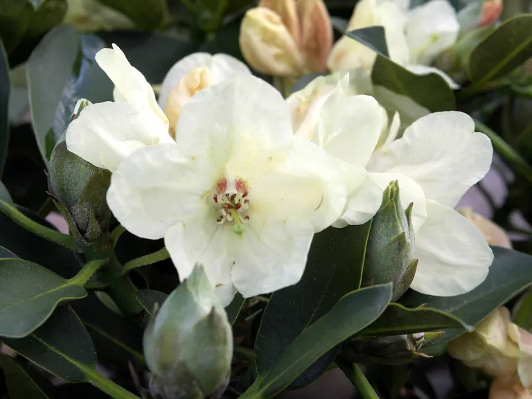 Photo of R. 'Stadt Westerstede', Rhododendron Hybrid