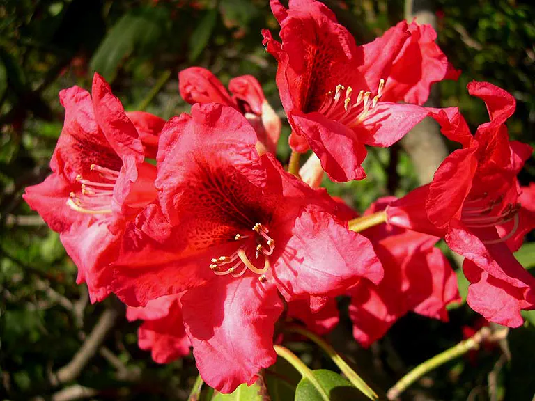 Photo of R. 'Early Accent', Rhododendron Hybrid