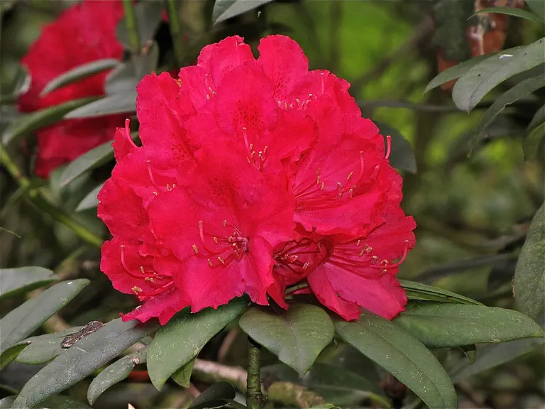 Photo of R. 'Earl of Shannon', Rhododendron Hybrid