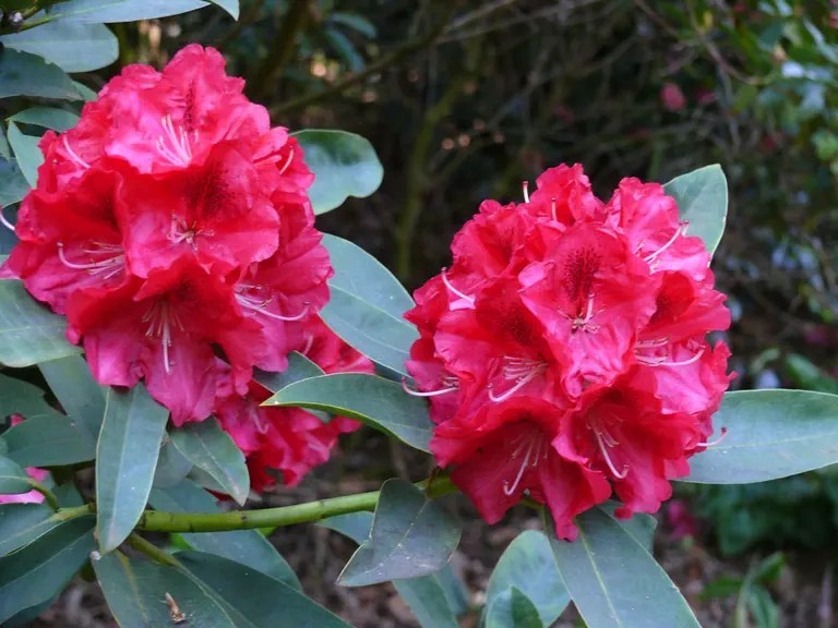 Photo of R. 'Stanley Davies', Rhododendron Hybrid