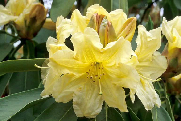 Photo of R. 'Stanway', Rhododendron Hybrid