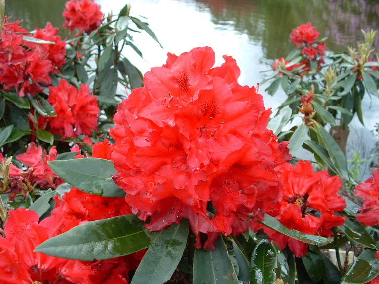 Photo of R. 'G.A. Sims', Rhododendron Hybrid