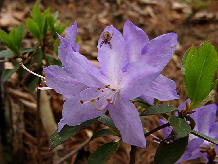 Photo of R. 'Blue Target', Rhododendron Hybrid
