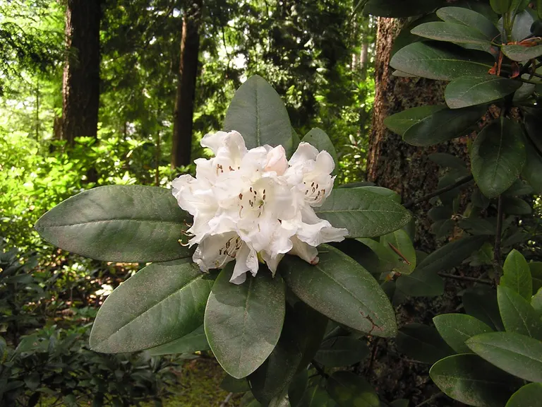 Photo of R. 'Applause', Rhododendron Hybrid
