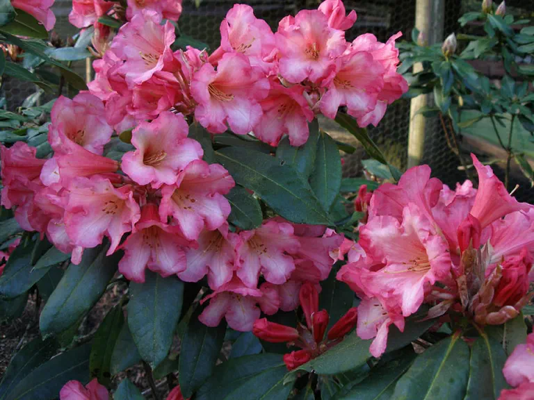 Photo of R. 'Desert Sun', Rhododendron Hybrid