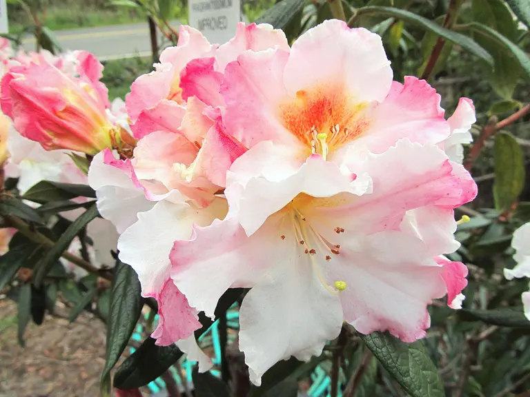 Photo of R. 'Fragrantissimum Improved', Rhododendron Hybrid