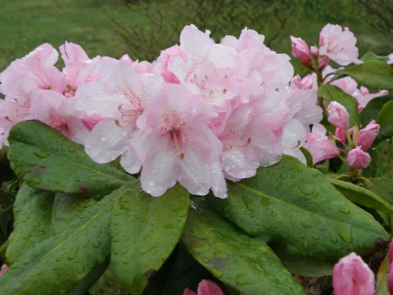 Photo of R. 'Cornwallis', Rhododendron Hybrid