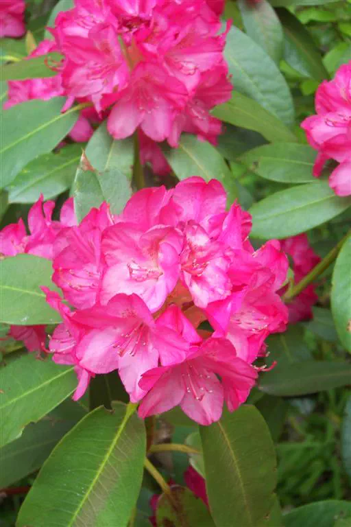 Photo of R. 'Sue Gunn', Rhododendron Hybrid