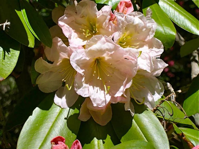 Photo of R. 'Skyglow', Rhododendron Hybrid