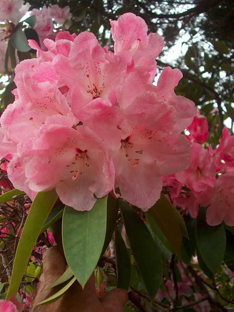 Photo of R. 'Bernice', Rhododendron Hybrid