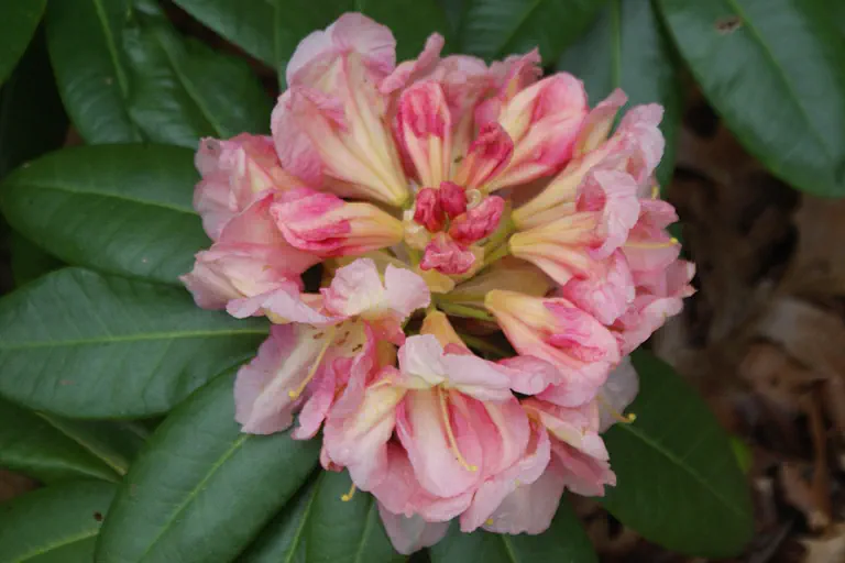 Photo of R. 'Stony Brook', Rhododendron Hybrid