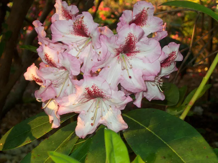 Photo of R. 'Razzle Dazzle', Rhododendron Hybrid