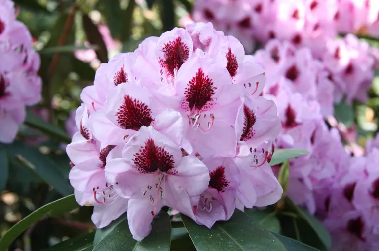 Photo of R. 'Rasteder Perle', Rhododendron Hybrid