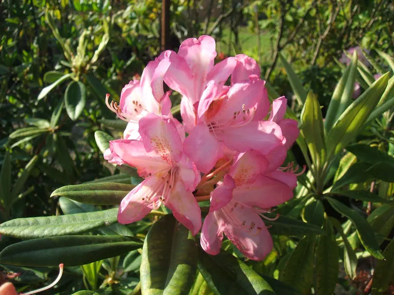 Photo of R. 'Strategist', Rhododendron Hybrid