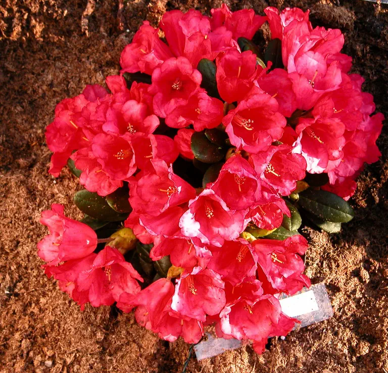 Photo of R. 'Topsy', Rhododendron Hybrid