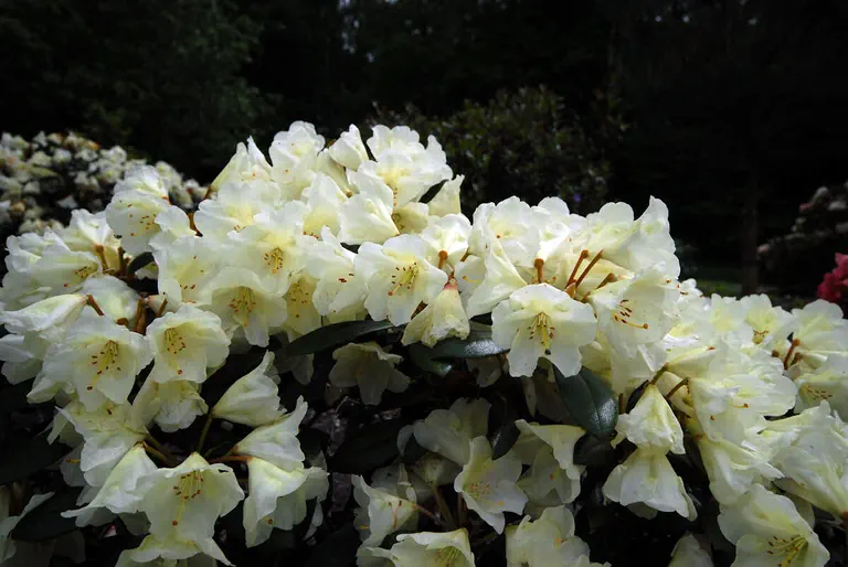 Photo of R. 'Stromy', Rhododendron Hybrid