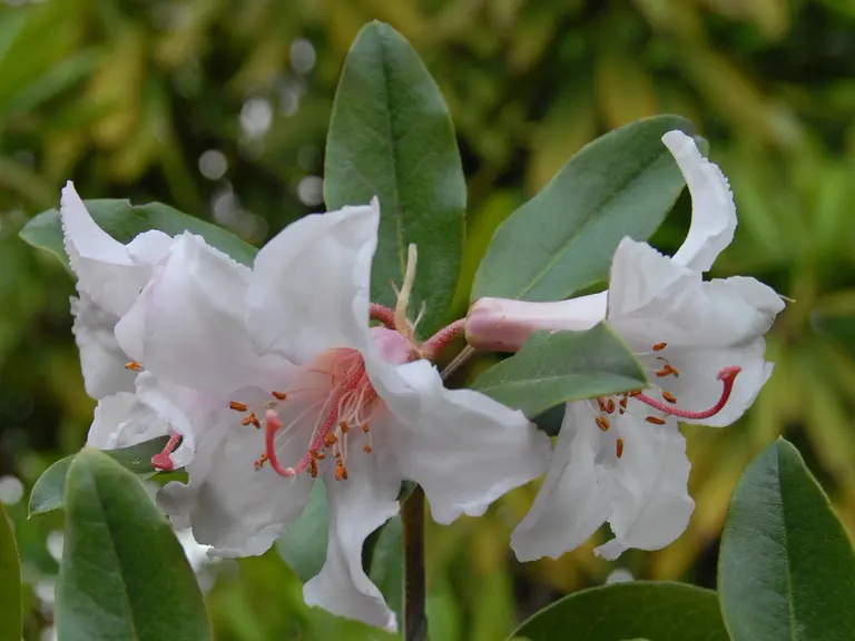 Photo of R. 'Selig', Rhododendron Hybrid