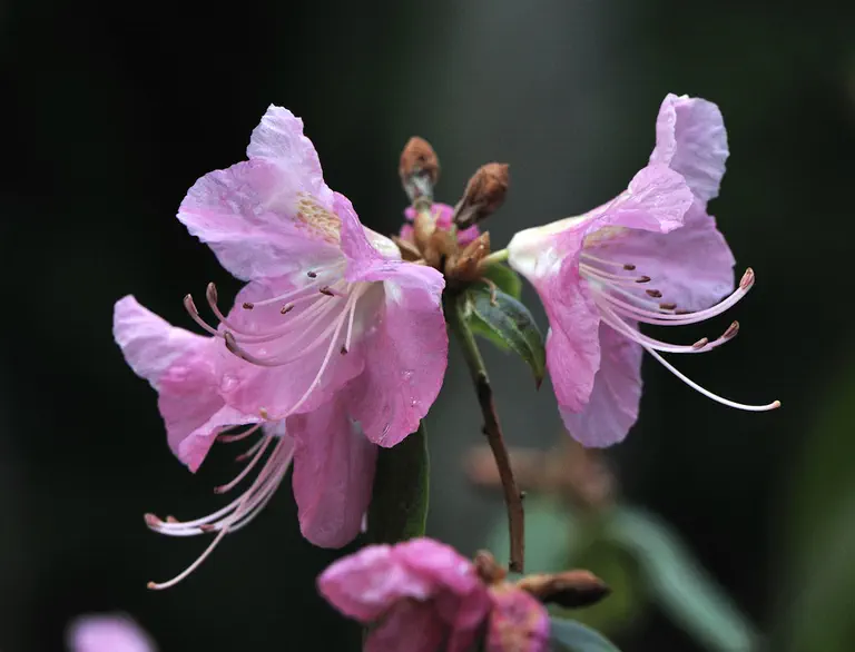 Photo of R. 'Coral Glow', Rhododendron Hybrid
