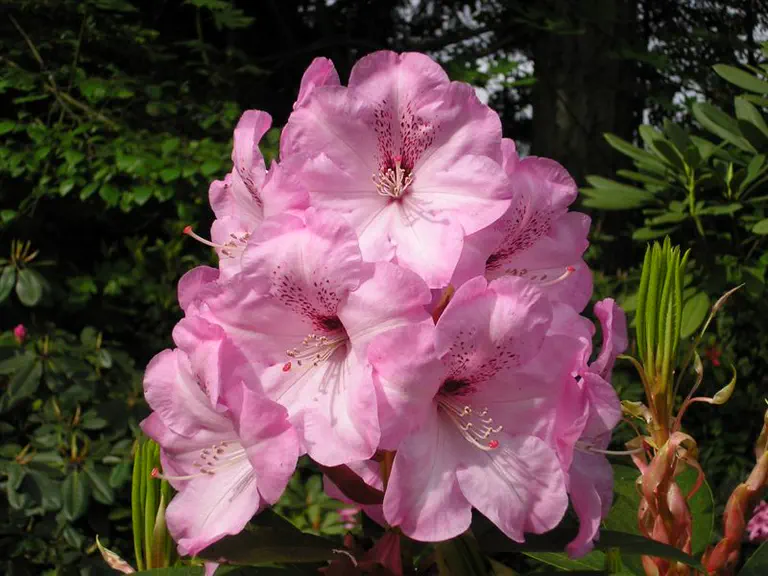 Photo of R. 'Sugar Pink', Rhododendron Hybrid