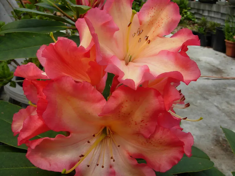Photo of R. 'Lem's Early Orange', Rhododendron Hybrid