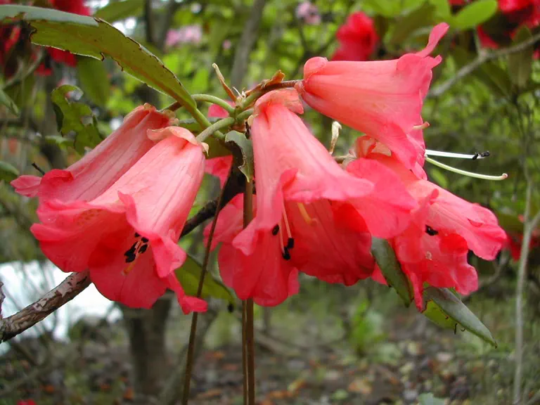 Photo of R. 'Nereid Group', Rhododendron Cultivar group