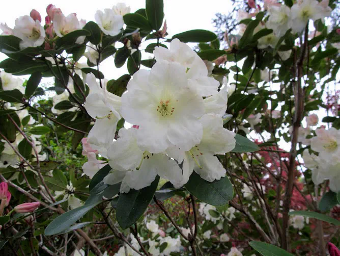Photo of R. 'Naomi Carissima', Rhododendron Hybrid
